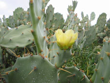 С началом сезона дождей на солончаках Челема (район Прогресо) расцветают кактусы.