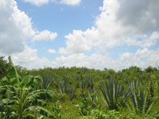 Зарастающая плантация энекена в Чунканане (район Кусамы)
