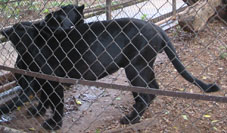 Чёрные ягуары в зоопарке Мериды