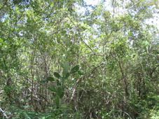 Кактус в листопадно-вечнозелёном тропическом лесу.