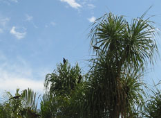 Птица К'ау, которую испаноговорящие называют "вороном" (cuero)