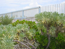 Кустарнички на побережье Мексиканского залива в районе Прогресо
