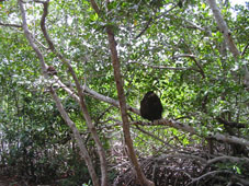 Муравейники в манграх располагаются на ветвях деревьев.