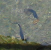 Рыбы попугайчики в пресноводных водотоках Юкальтепена.